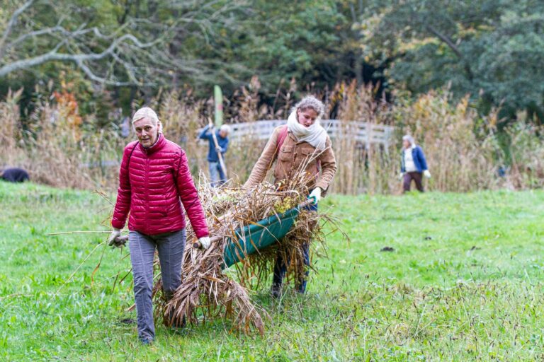 Vrijwilligers voeren riet af met een kruiwagen tijdens de Nationale Natuurwerkdagen