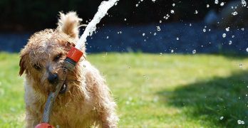 Honden – en slecht luisterende baasjes
