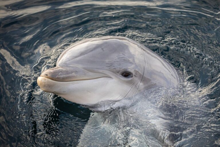 Tuimelaar steekt zijn kop boven het water uit in het Dolfinarium