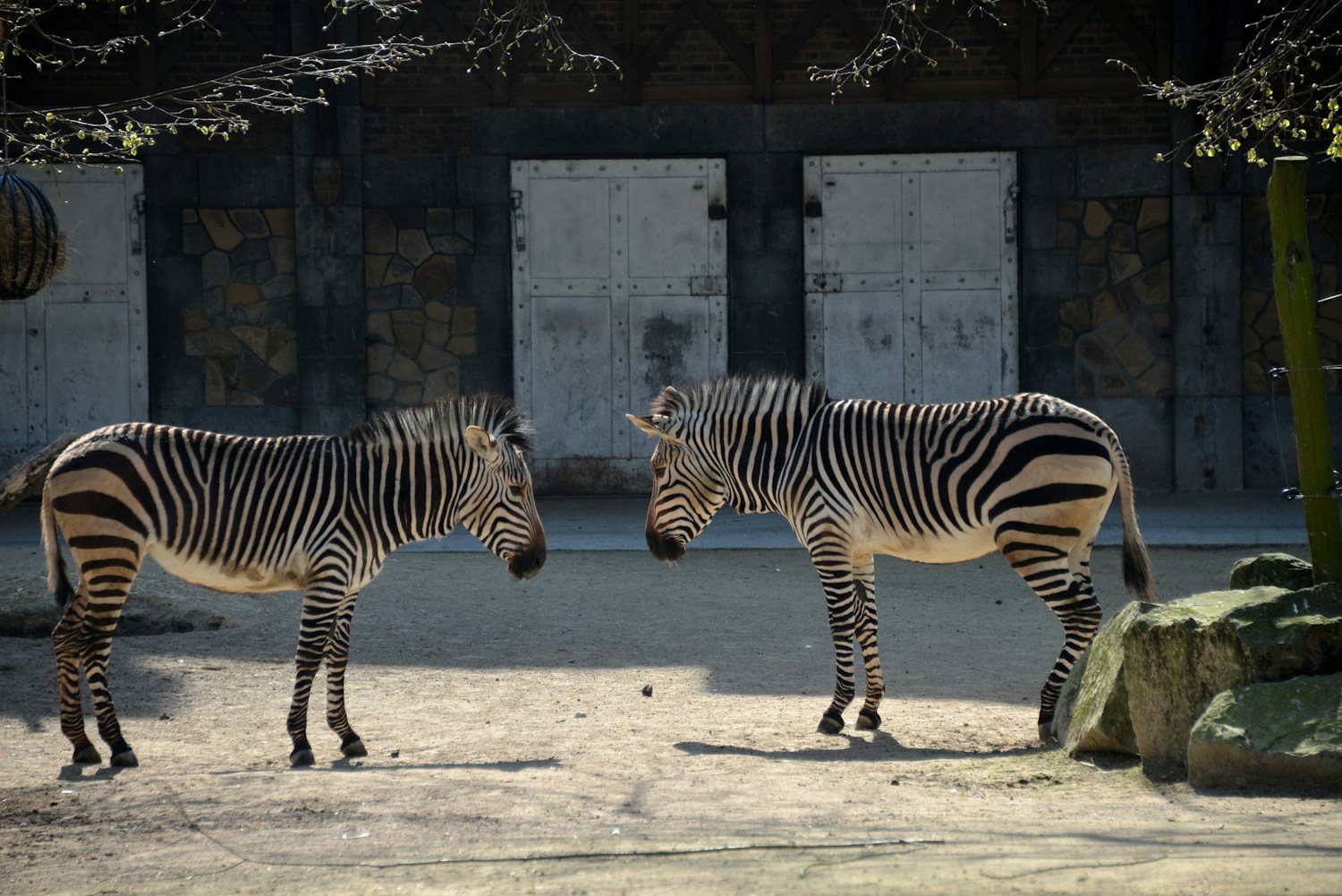 Twee zebra’s voor een historisch dierenverblijf in ZOO Antwerpen