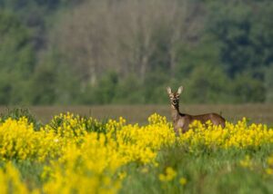 Een ree in het gebied (foto: Clifton Buitink)