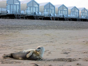 Zeehond bij Landal strandhuisjes