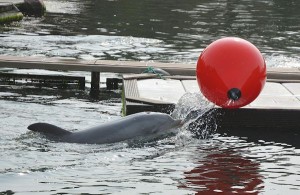 Dolfijn in de grote lagune
