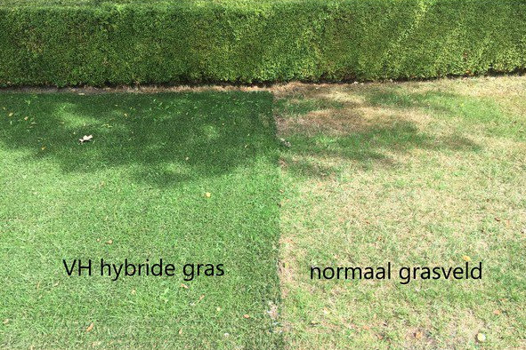 Hybride gras; het beste twee werelden - Pretwerk