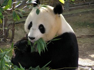 Panda in Pairi Daiza